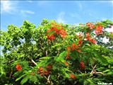 El Merendero de Guajataca - QUEBRADILLAS